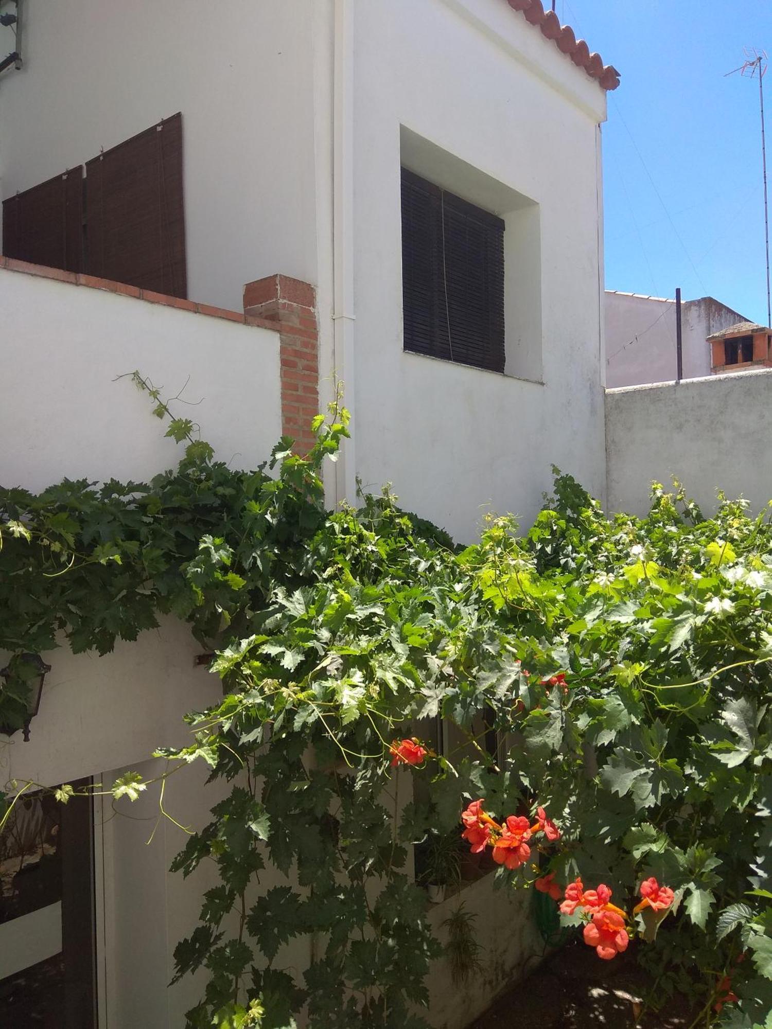 El Regocijo Oliva de la Frontera Exterior foto